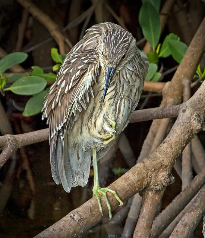 Immat_BCNH_DD_400mm_1-4Lens _MG_0244 crop