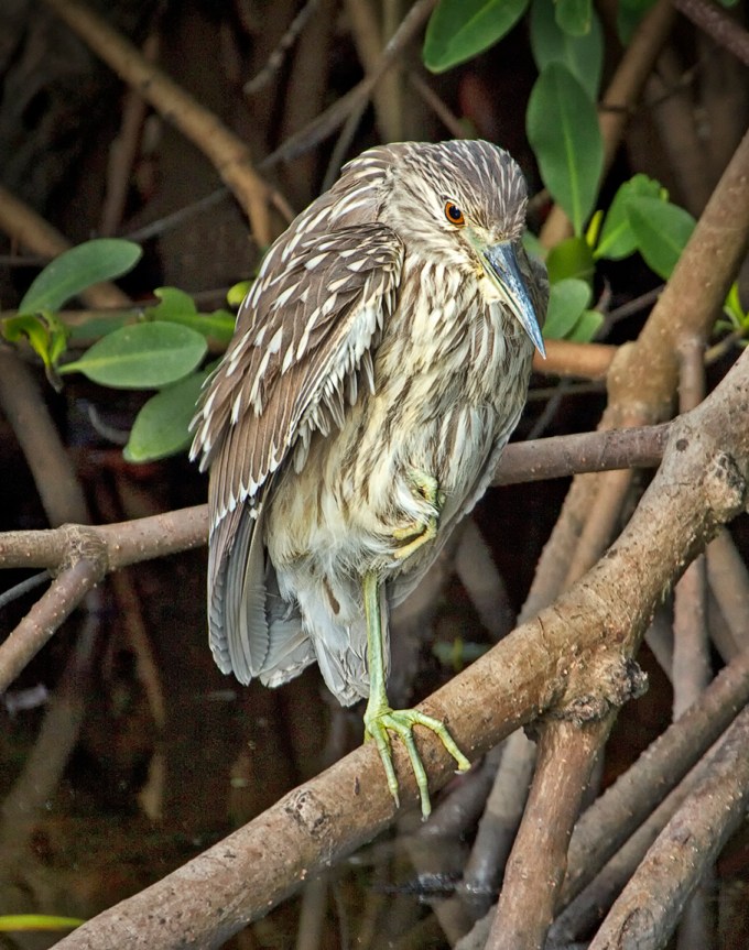 Immat_BNH_400mm_1-4_lens 7D_MG_0246 crop