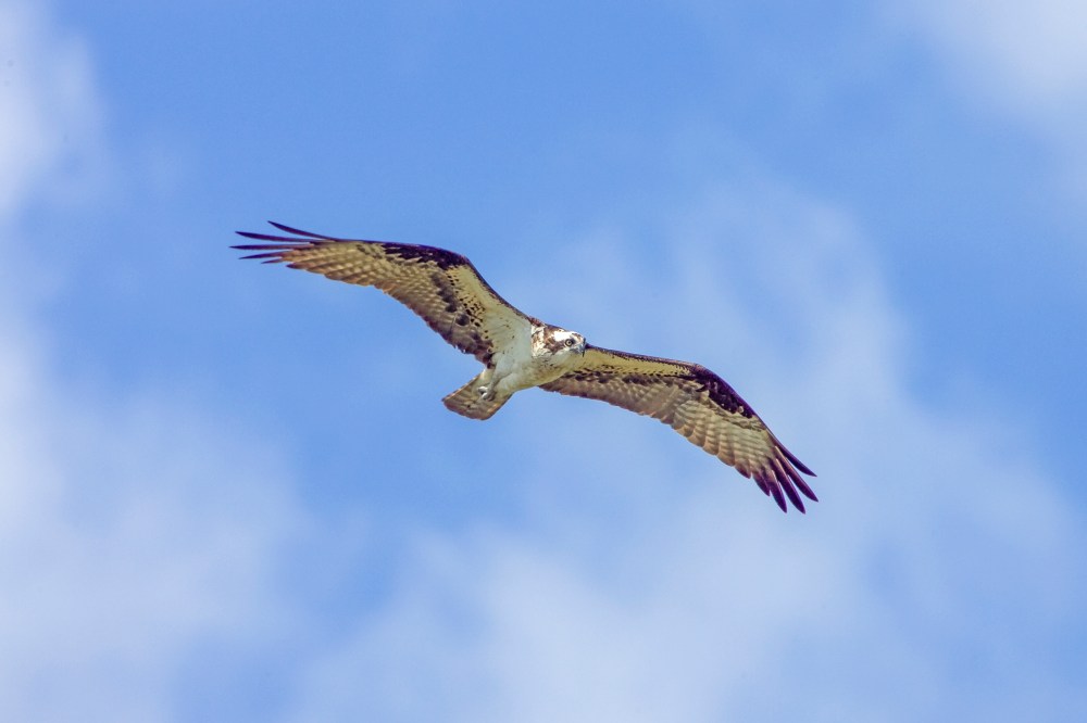 Osprey FlyOver_v2_800mm_Brig_Y9F1911