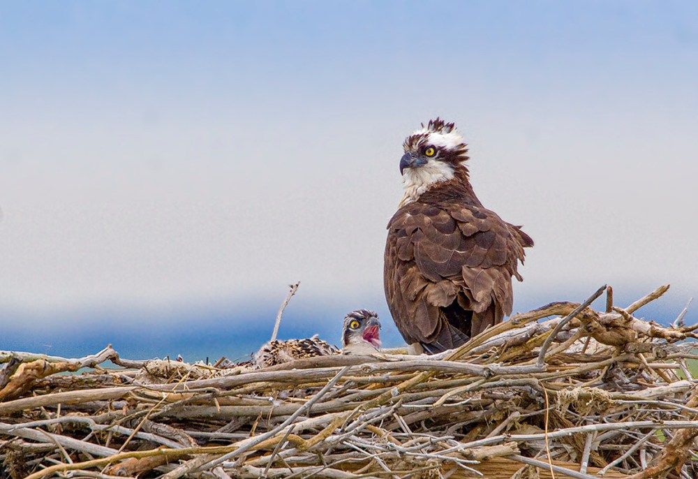 Osprey Nest 1280mm _crop_MG_4828