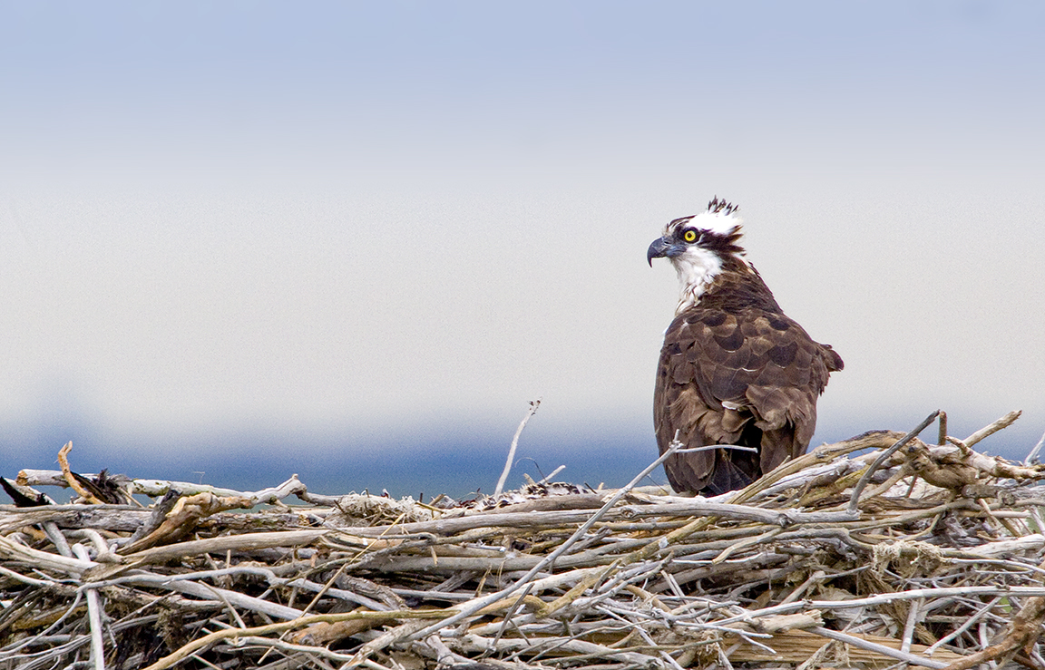 Osprey Nest 1280mm _MG_4936a