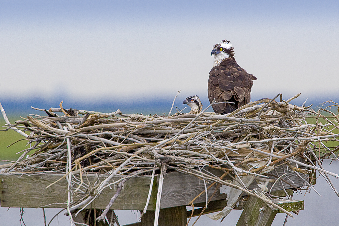 Osprey Nest 1280mm v1_MG_4904