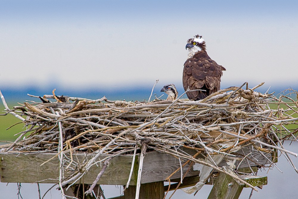 Osprey Nest 1280mm v1_MG_4904