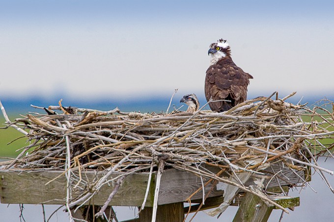 Osprey Nest 1280mm v1_MG_4904
