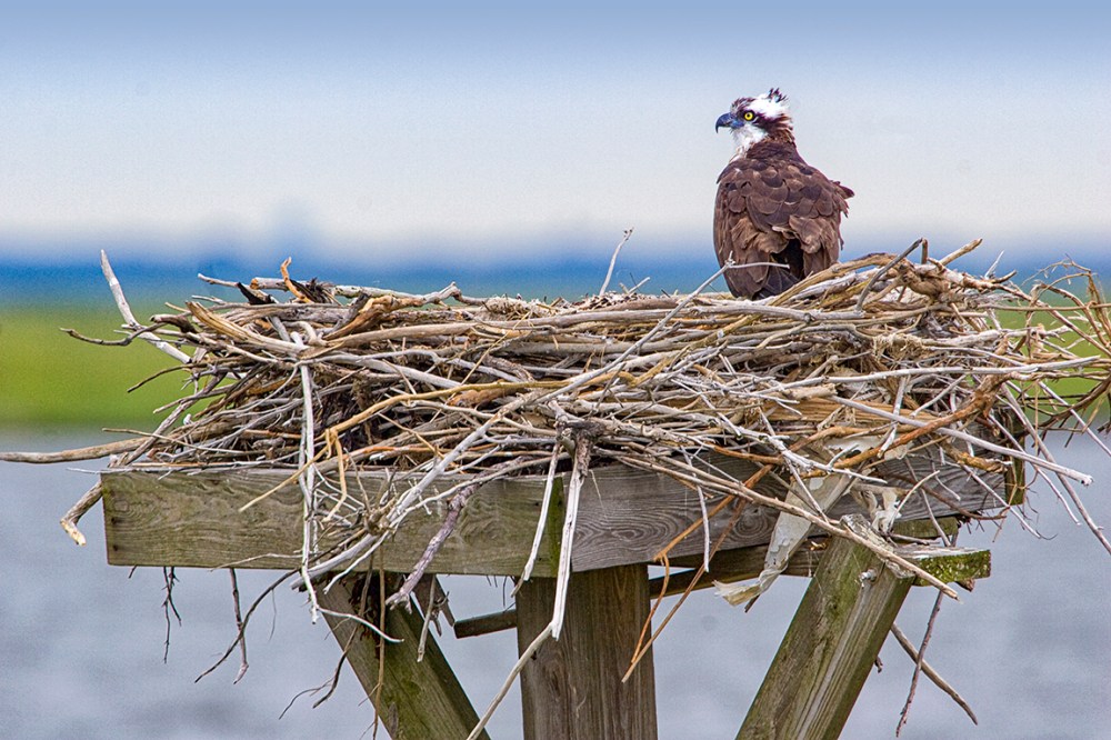 Osprey Nest 1280mm v1_MG_4916