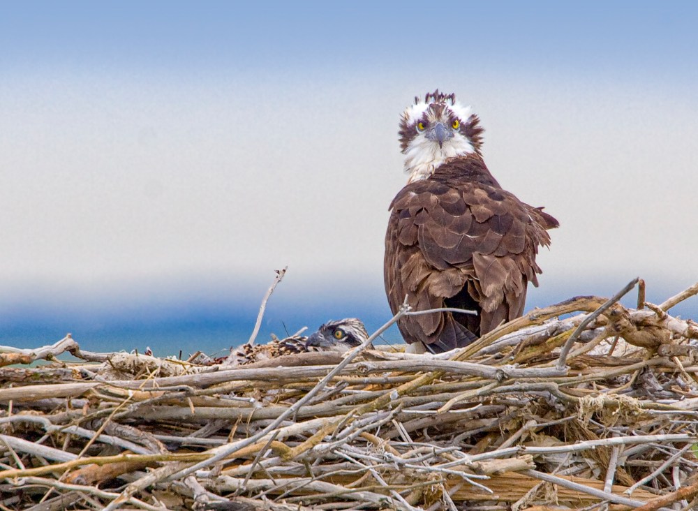 Osprey Nest 1280mm v2 crop_MG_4861