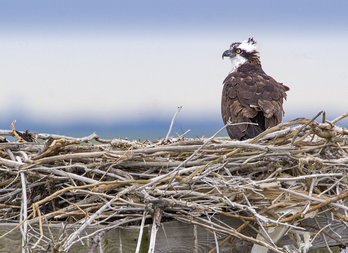 Osprey Nest 1280mm_MG_4916a