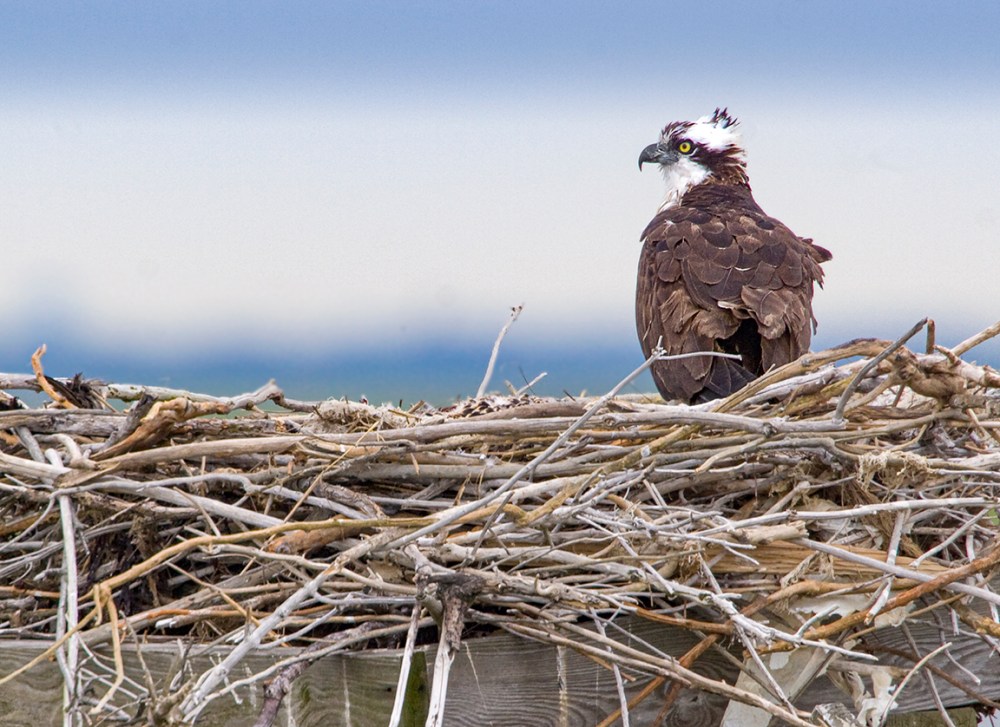 Osprey Nest 1280mm_MG_4916a