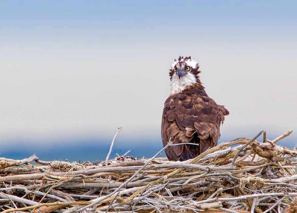 Osprey Nest 1280mm_MG_4933