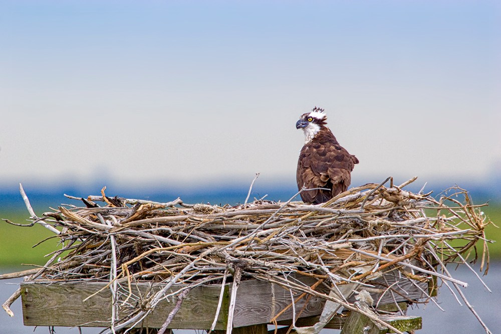 Osprey Nest 800mm 4937_MG_4937