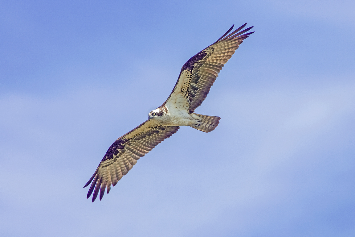Osprey_FlyBy_v3_Brig_Y9F1924a