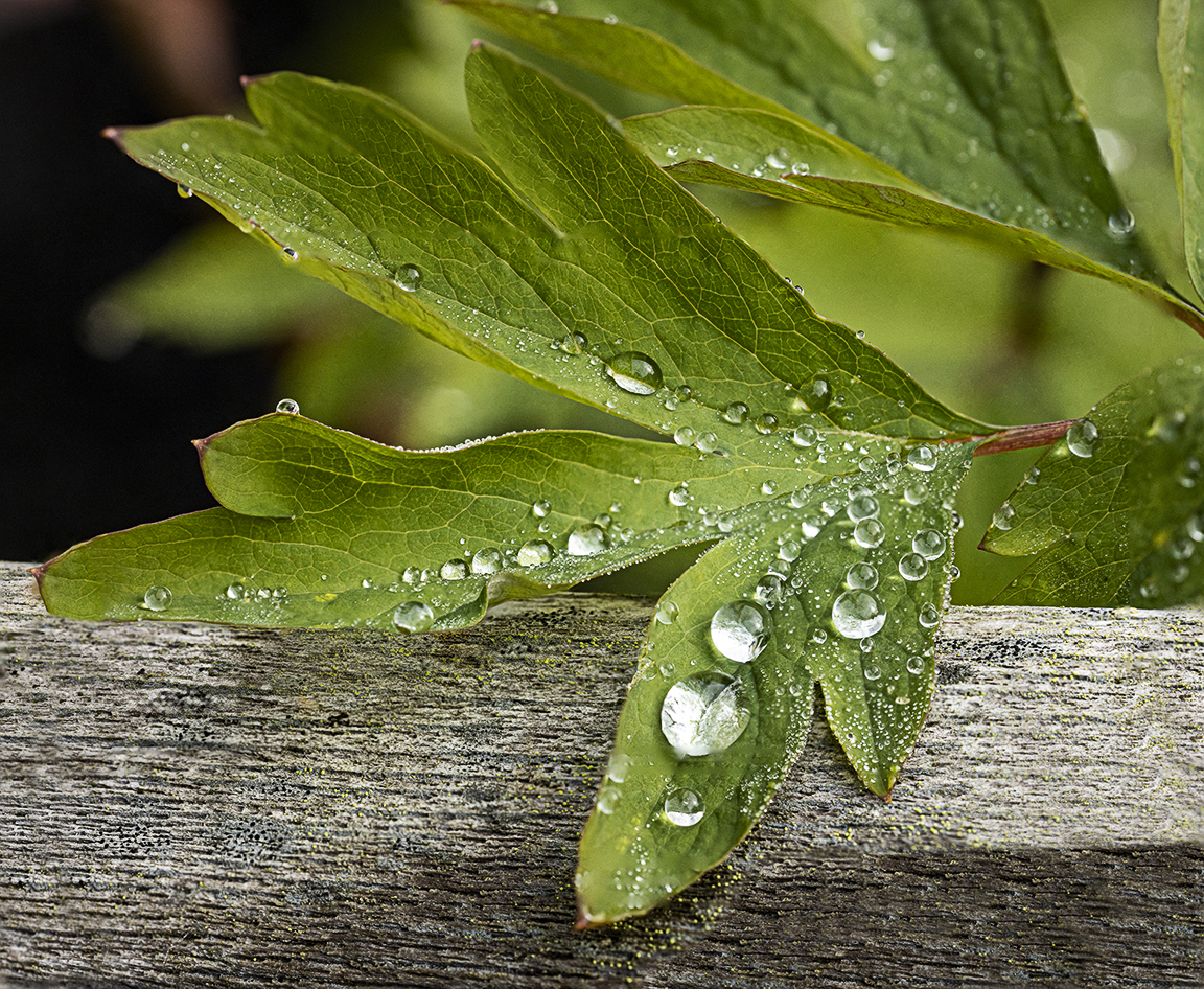 RainDrops 12img_D_f8_12img_Stk_v5