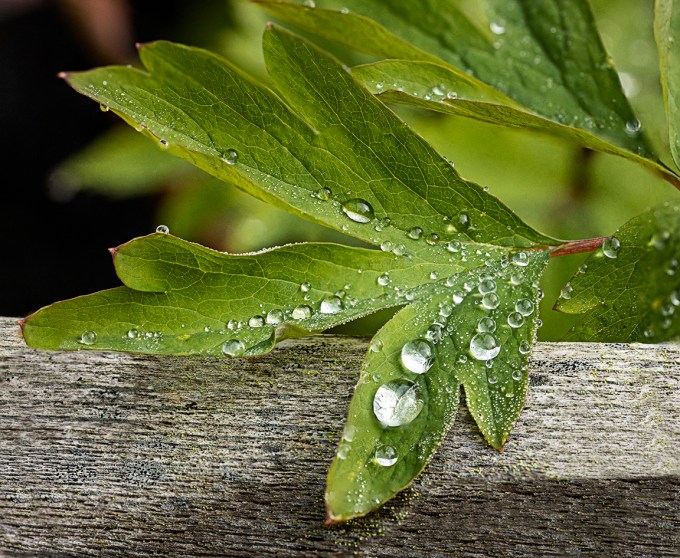 RainDrops 12img_D_f8_12img_Stk_v5