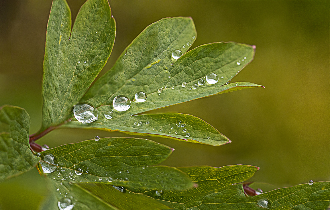 RainDrops 9img D-18_9img Stk_v3a