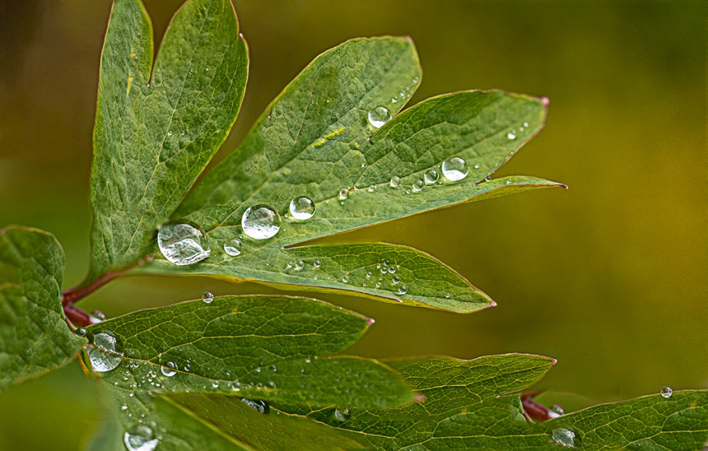 RainDrops 9img D-18_9img Stk_v3a