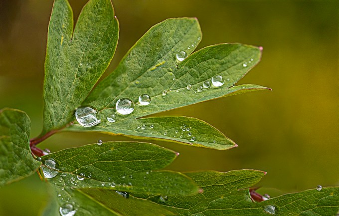 RainDrops 9img D-18_9img Stk_v3a