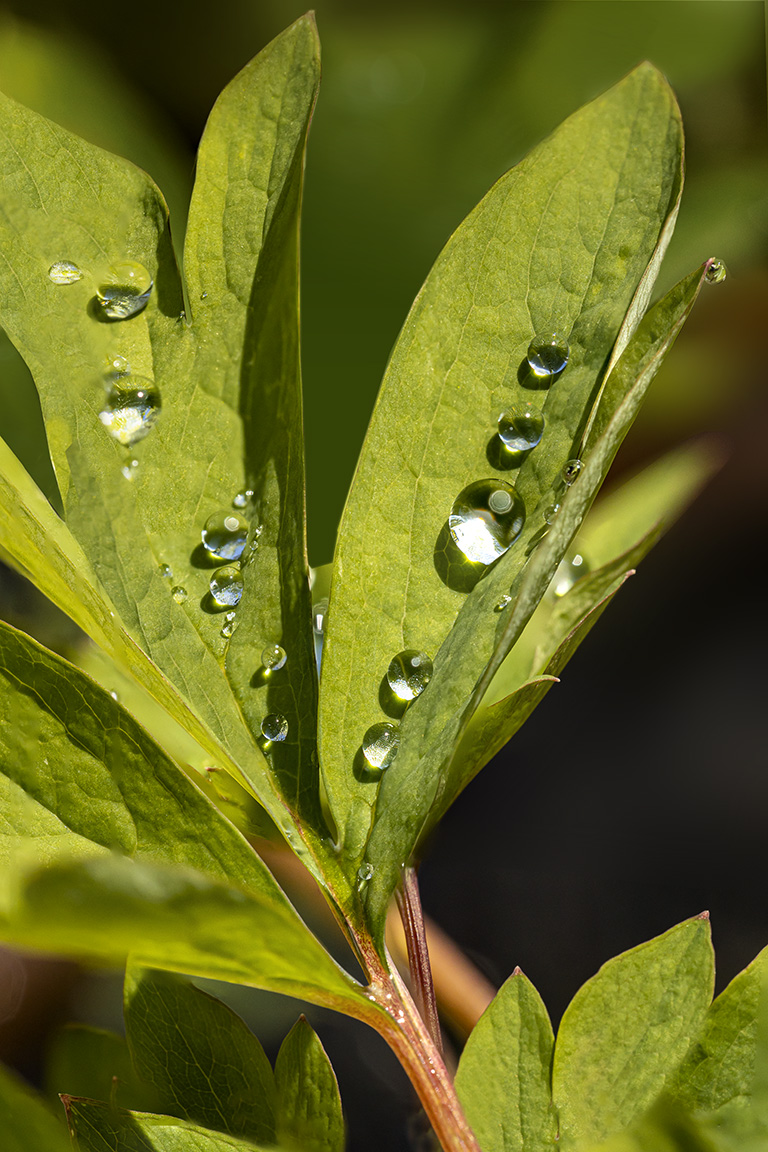 RainDrops v2_150mm _7img pano f8_800ISO