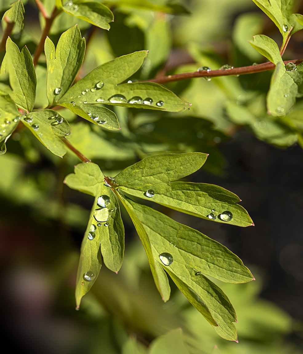 RainDrops_18img f_8_v2_150mm stack