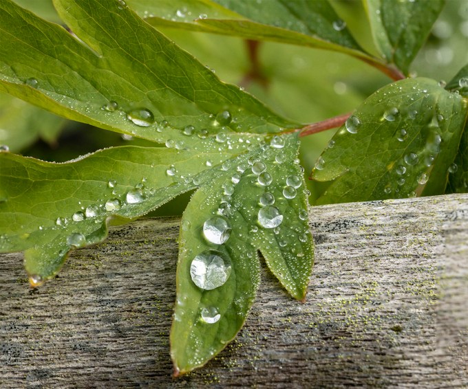 Water_Drops_v1_150mm_f16_ISO_2000_8img