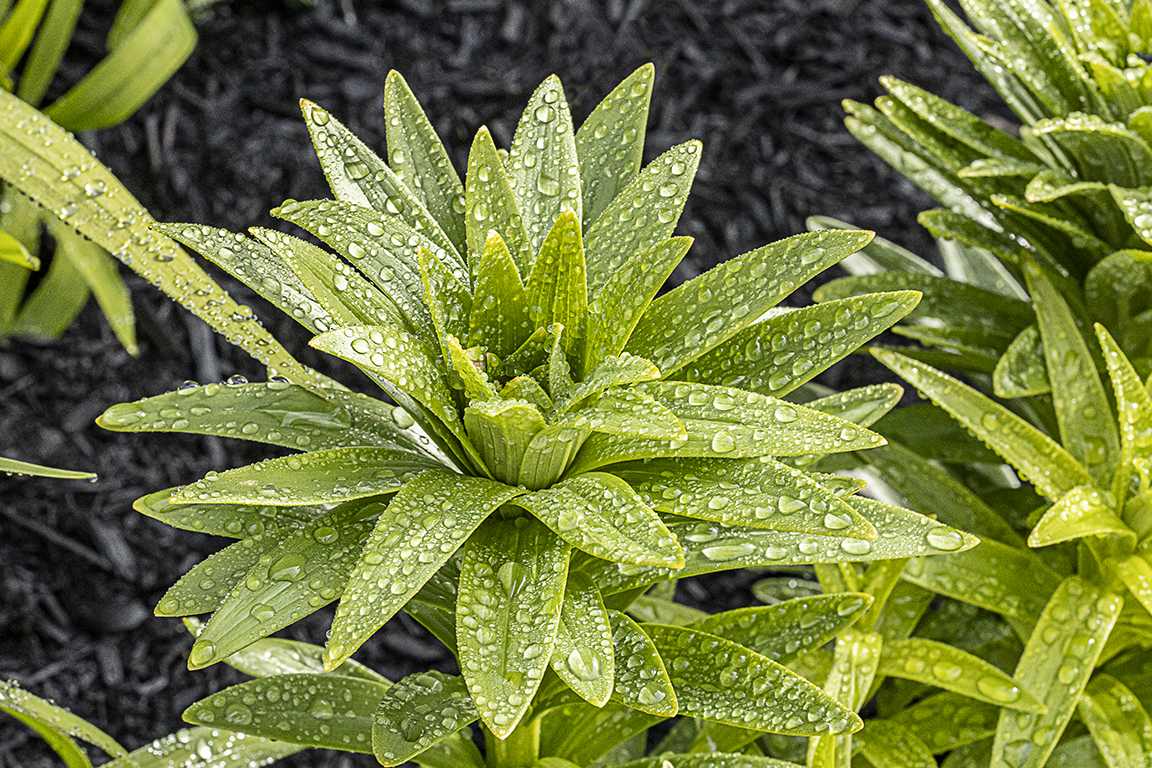 Water_Drops_v2_2img stk_f16_ISO2000