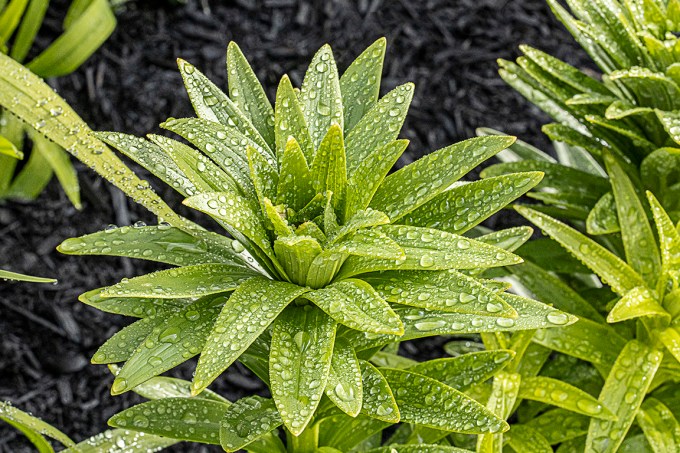 Water_Drops_v2_2img stk_f16_ISO2000