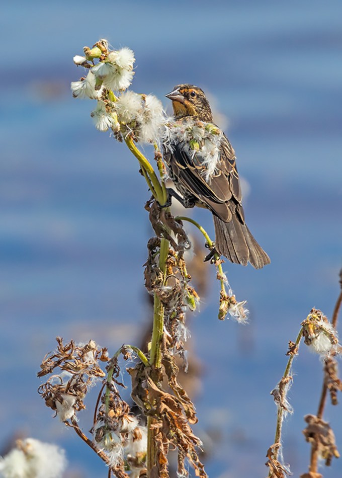 _43G6501 fml red wing blkbrd v3