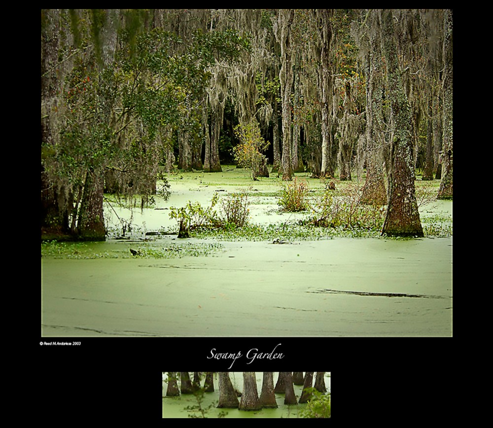 audobon Swamp Garden 002