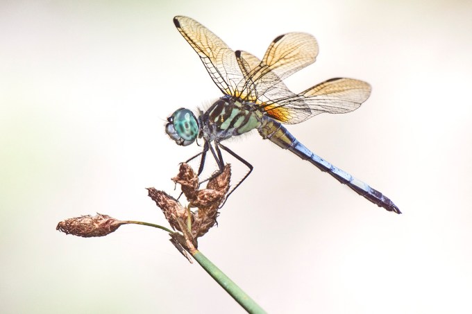 Blie_Dasher_400mmDO_f11_fill_Flash_MG_1322