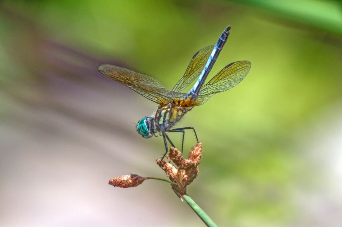 Blue Dasher_Male_400mmDO-f14_v1_MG_1314
