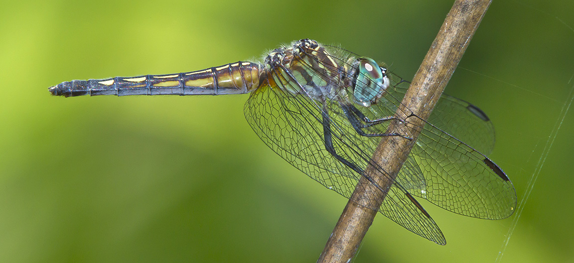 Blue_Dasher Pano_43G3758 crp v3