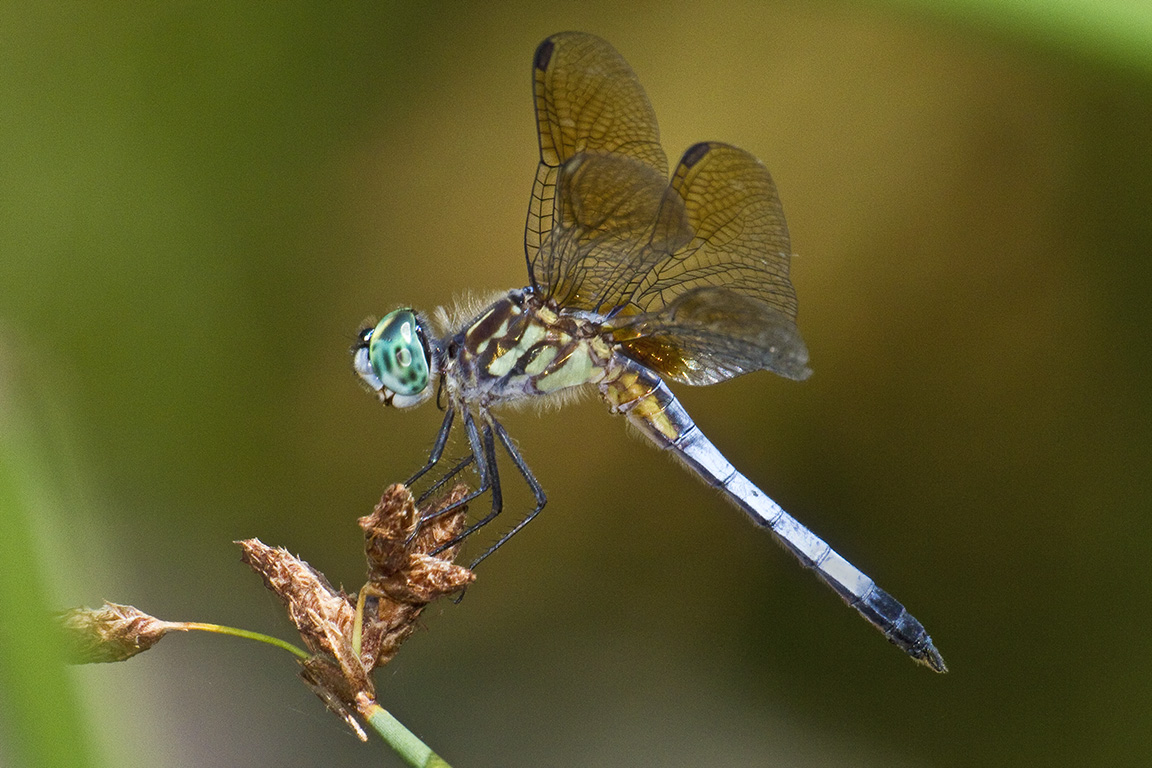 Blue_Dasher_400mm_FilFlsh_v1_MG_1333a