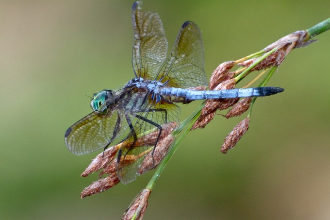 Blue_Dasher_400mm_FilFlsh_v1_MG_1731