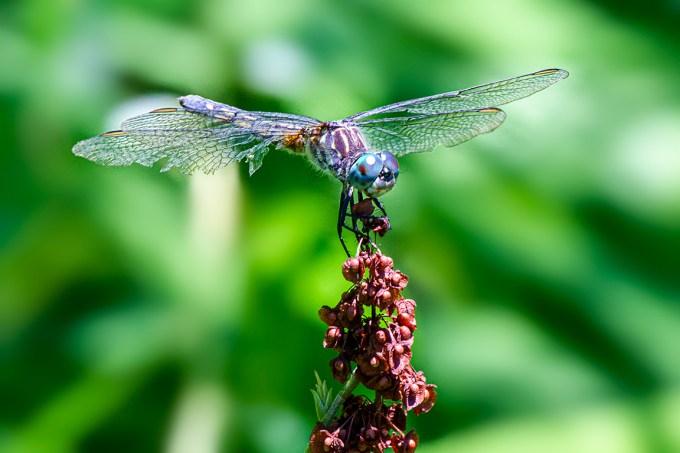 Blue_Dasher_FM_v1_400mm_1D_43G0105