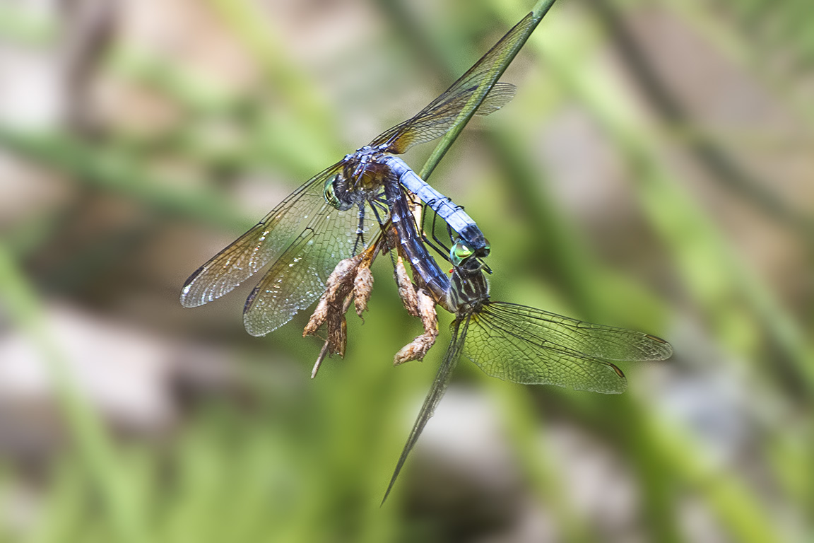 Blue_Dasher_mating 400mmDO f11_MG_1317