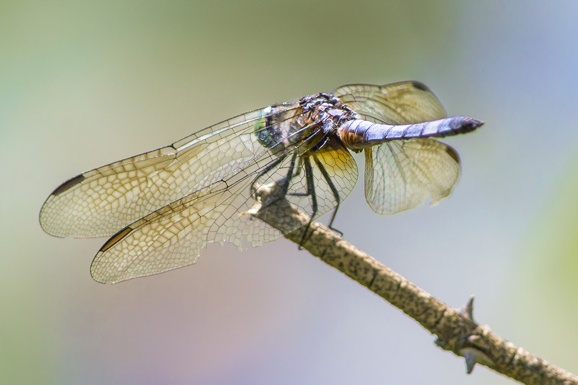 Blue_Dasher_v10_960mm_DM 7 18