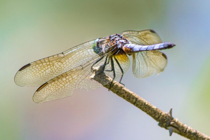 Blue_Dasher_v10_960mm_DM 7 18