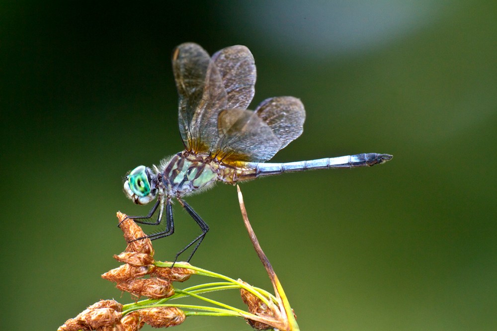 BlueDasher_v1_400mmDO_filFlsh_MG_1657 v3