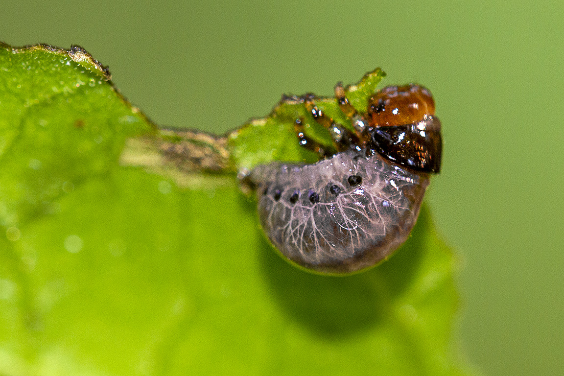 Bug_v2_150mm_1_4X_Fil_Flsh_7d_MG_9047