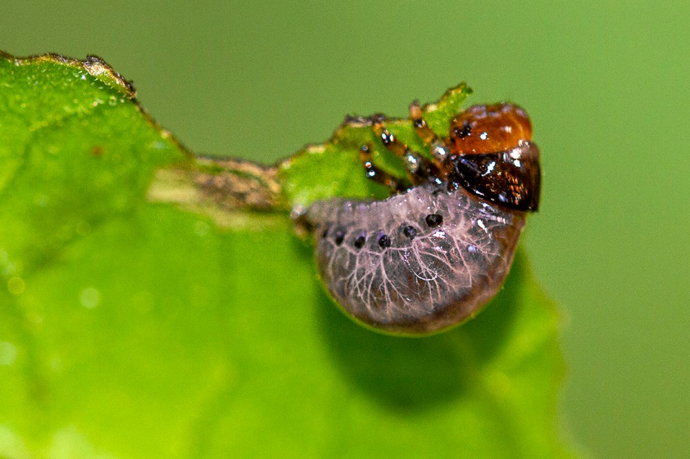 Bug_v2_150mm_1_4X_Fil_Flsh_7d_MG_9047