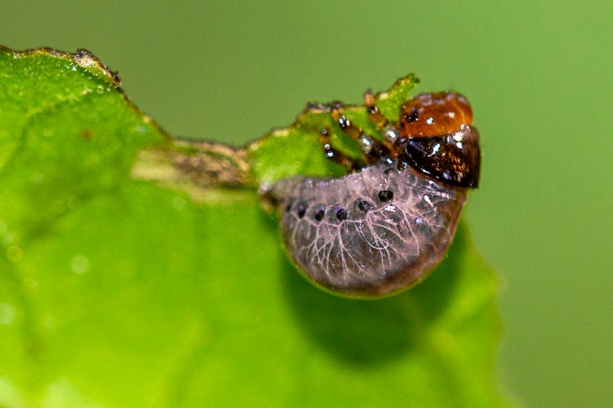 Bug_v2_150mm_1_4X_Fil_Flsh_7d_MG_9047