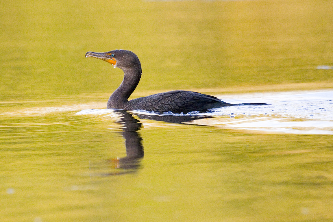 Cormorant_v1_CF_MG_0621