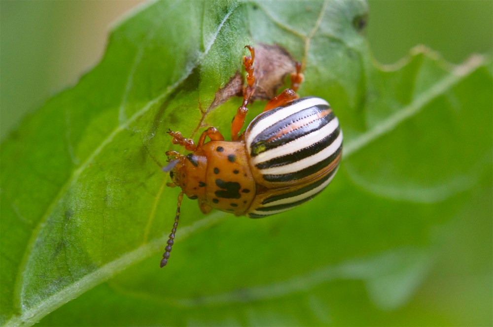 Cuccumber Beetle_v1_150mm_1_4X_7d