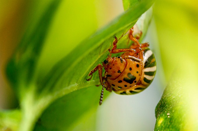 Cuccumber_Bug_150mm_1_4X_f11_FilFlsh_7D_MG_9095