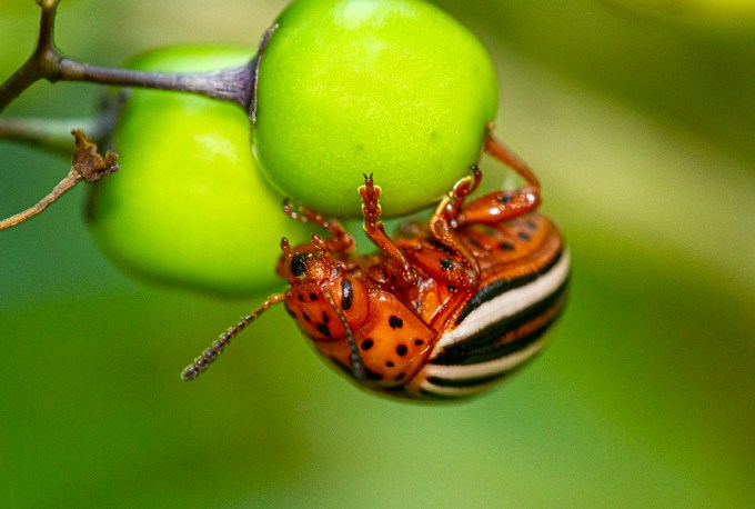 Cuccumber_Bug_v1_150mm_1_4X_filFlsh_7D