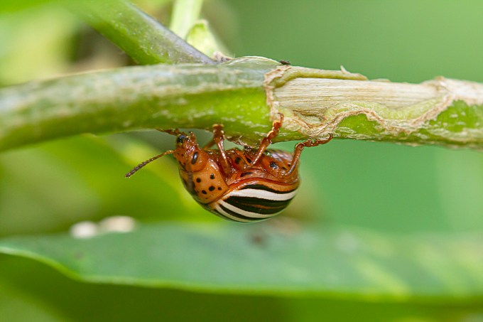 Cuccumber_Bug_v2_150mm_1_4X_Fil_flsh_7D_MG_9043