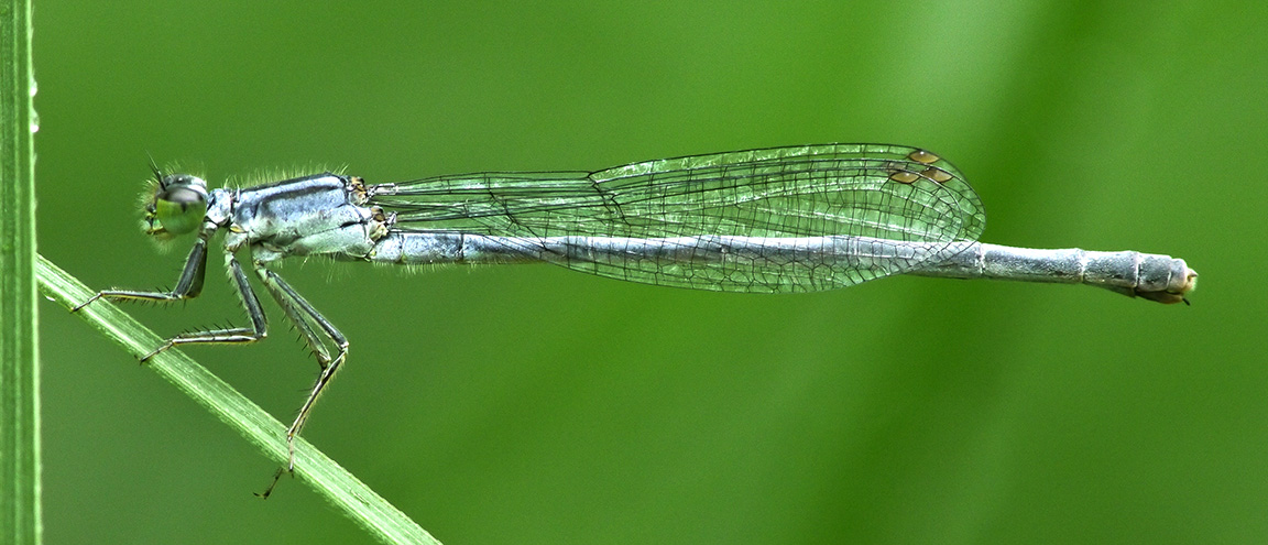 Damselfly_3img_pano_1110038 pano
