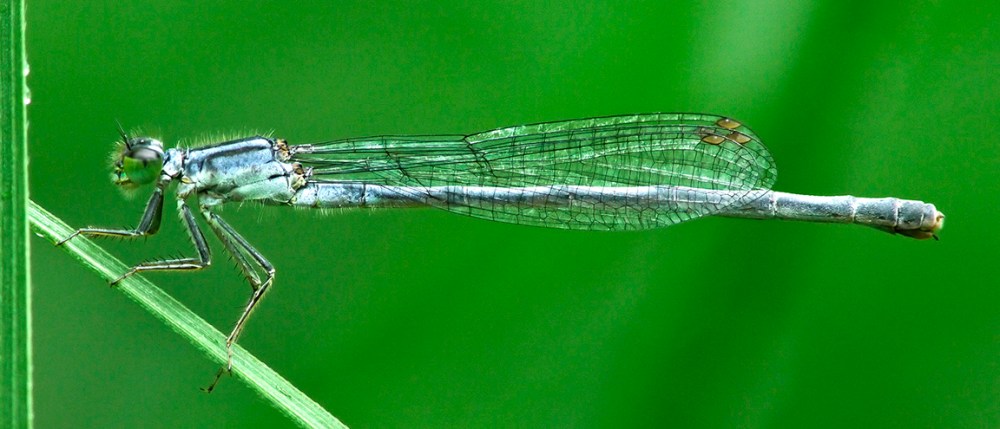 Damselfly_3img_pano_1110038 pano