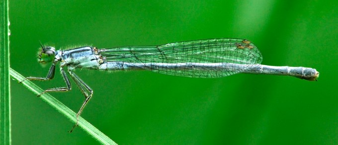 Damselfly_3img_pano_1110038 pano