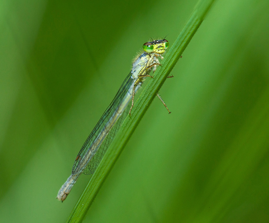 Eastern Forktail FM_DAMSELFLY STACK V1_43G0245