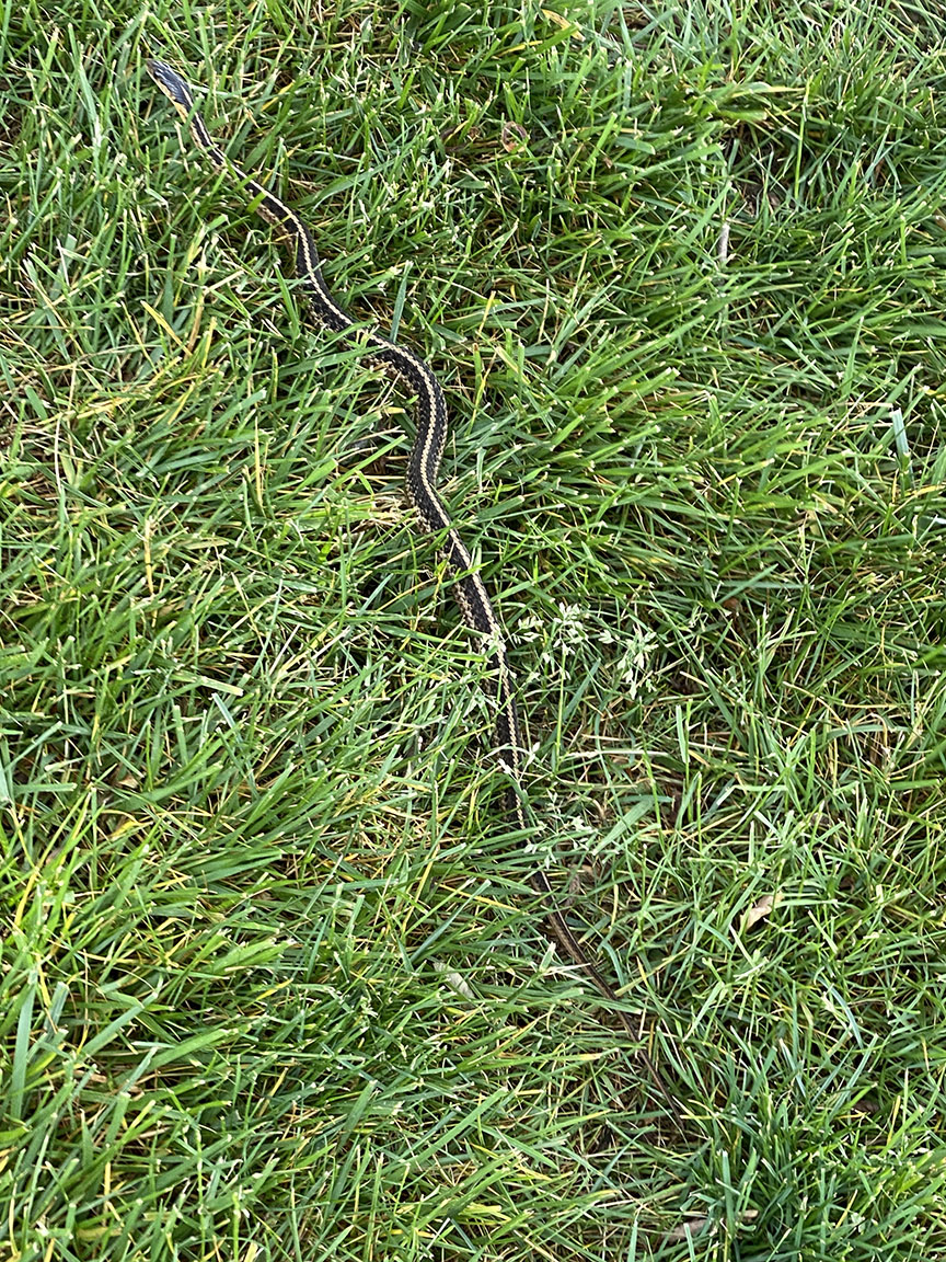 Garter snake_v1_IMG_2884